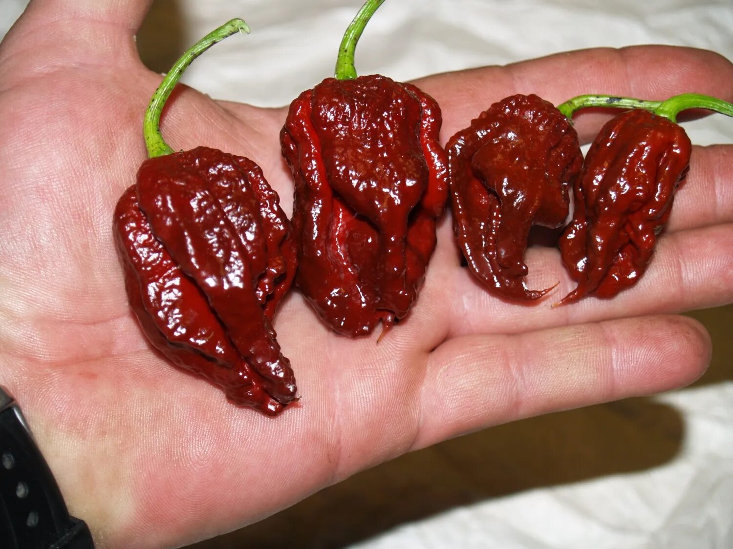 Перец Carolina Reaper. Каролинский Жнец. Название самого острого перца