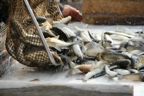 Лесбиянка болу туралы порно