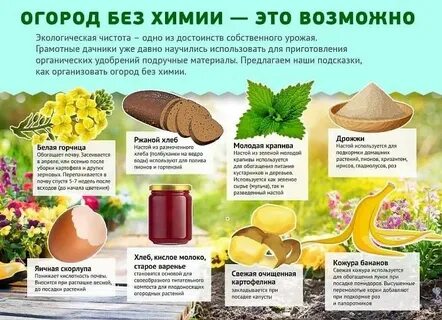 Народные средства подкормки цветов