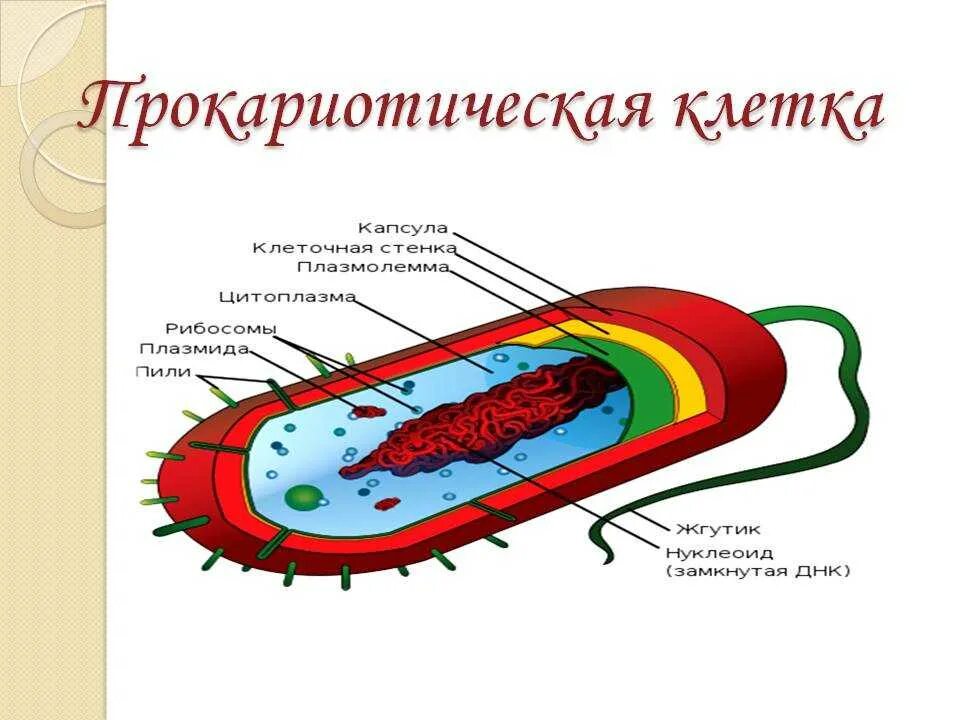 Прокариот схема. Строение клетки Прокариотическая клетка. Состав прокариотической клетки. Схема строение прокариотических клеток. Строение прокариотической прокариотической клетки.