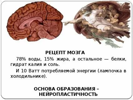 Перевод текста brain