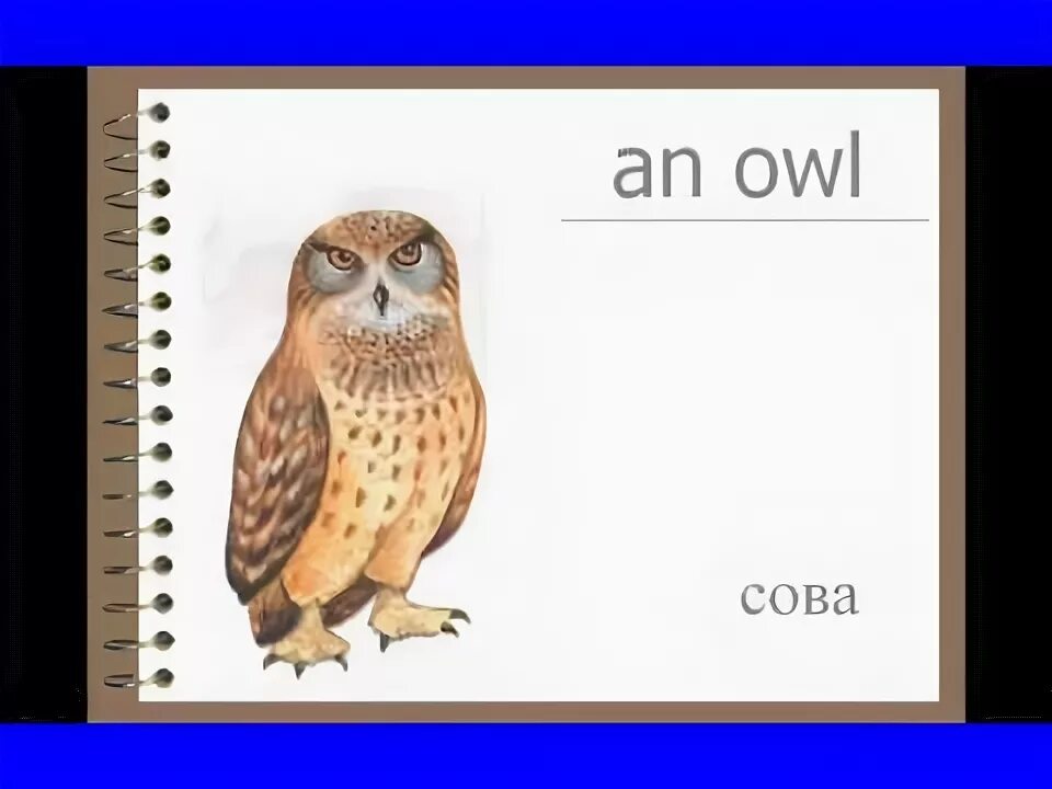 Сова по немецки. Сова по английскому. Сова английский для детей. Совушка английский для детей. Срва по английскому языку.