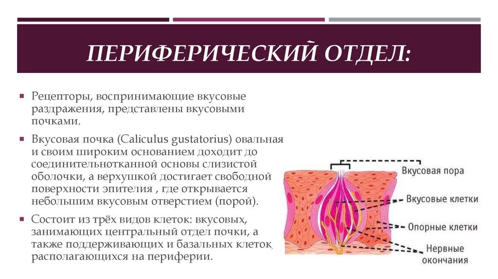 Периферический отдел вкусового анализатора. Проводниковый отдел вкусового анализатора. Строение периферического отдела вкусового анализатора. Вкусовой анализатор рецепторный проводниковый и корковый отделы. Чем представлен периферический отдел