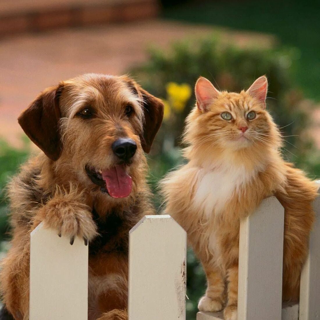 Do you have pet animals