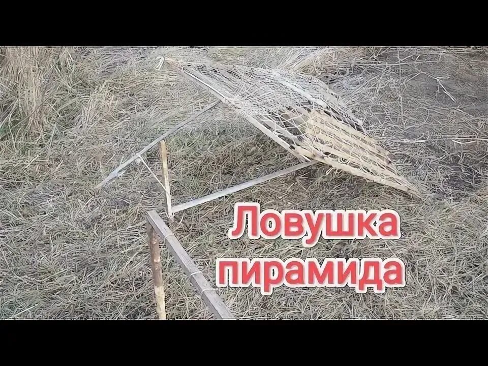 Чертежи ловушки фазана. ЛОВУШКА для фазана пирамида. ЛОВУШКА на фазана Фаэтон. ЛОВУШКА на фазана. Пирамидка для ловли фазанов