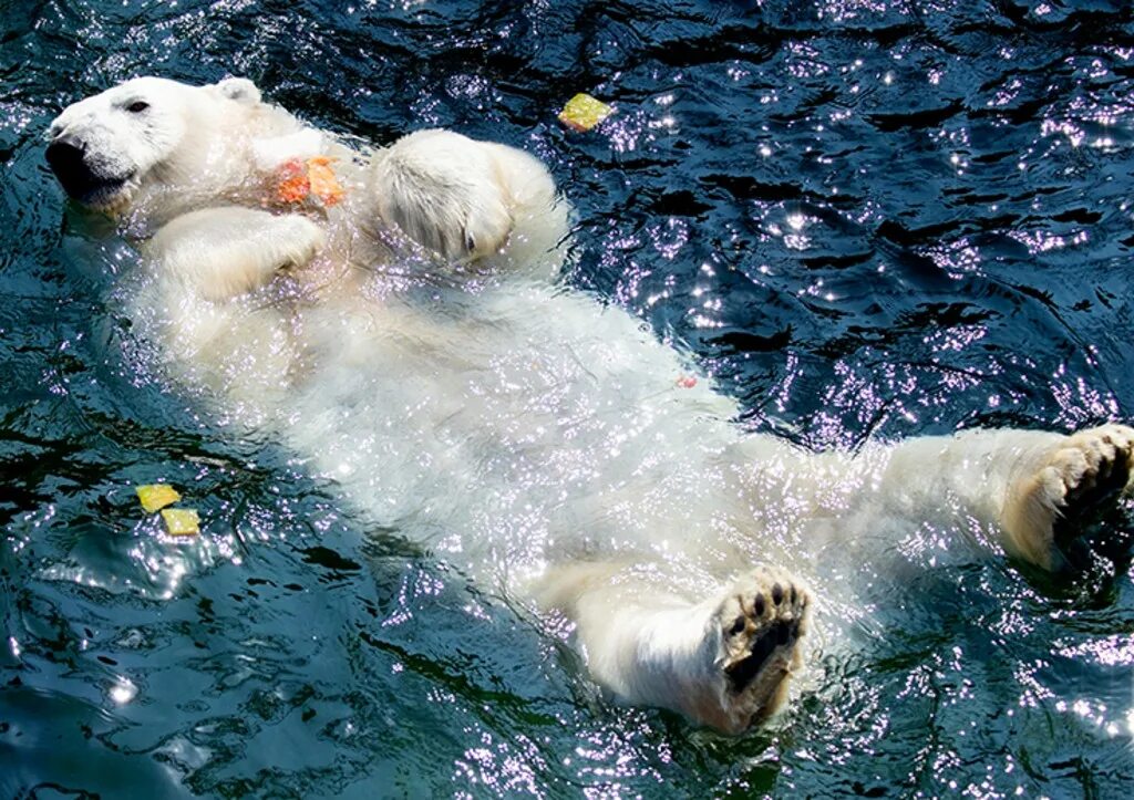 Белый медведь ест тюленя. Белый медведь охотится. Белый медведь и тюлень. Медведь на льдине. Моржи тюлени морские котики.