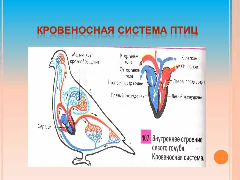 Малый круг кровообращения у птиц. Кровеносная система птиц схема. Строение кровеносной системы птиц. Схема строения кровеносной системы птиц. Процесс кровообращения птиц