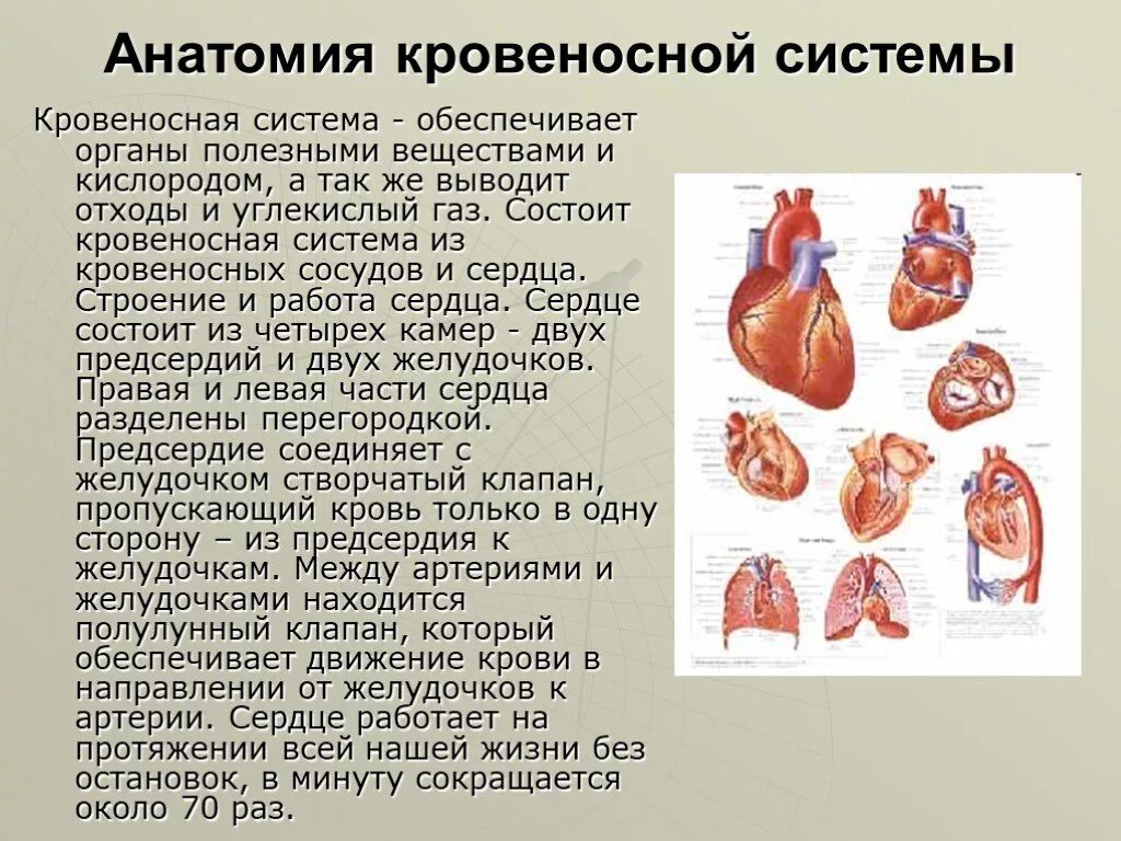 Сердце работает всю жизнь