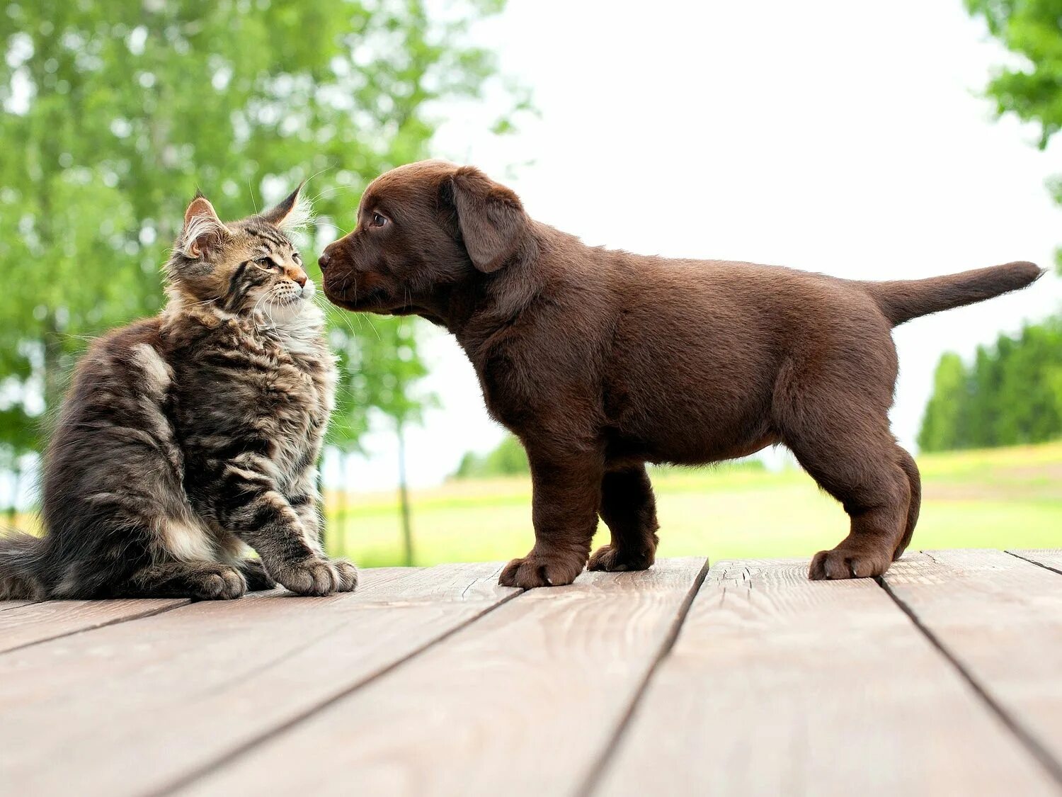 Others animals