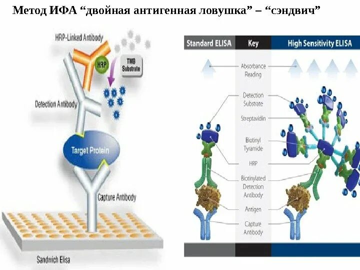 Антиген методом ифа. Сэндвич метод ифа. ифа моноклональные антитела. ифа сэндвич метод схема. сэндвич-метод твердофазного ифа.