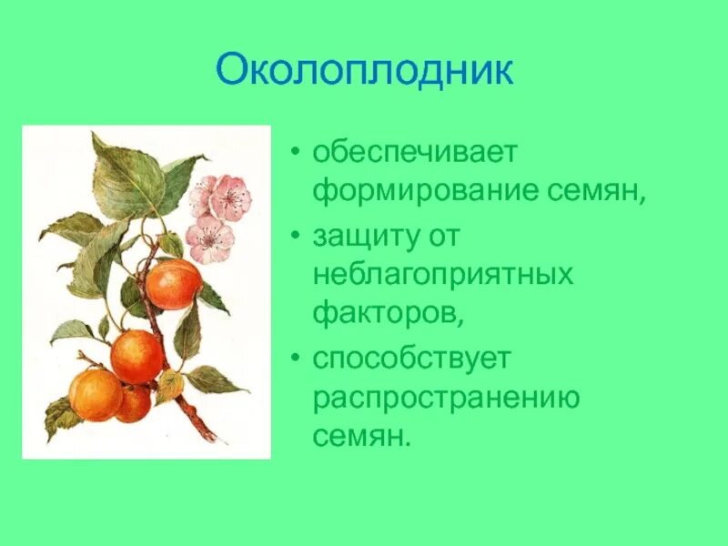 Плоды биология 6 класс. Формирование околоплодника. Околоплодник это в биологии 6 класс. Презентация плоды 6 класс. Функции околоплодника