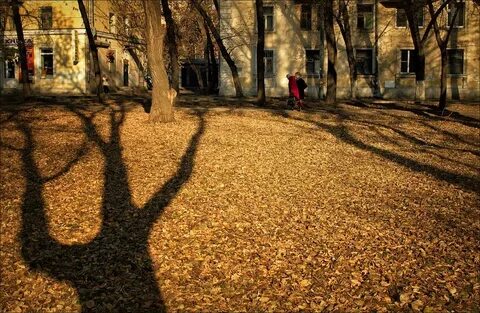 Листва во дворах