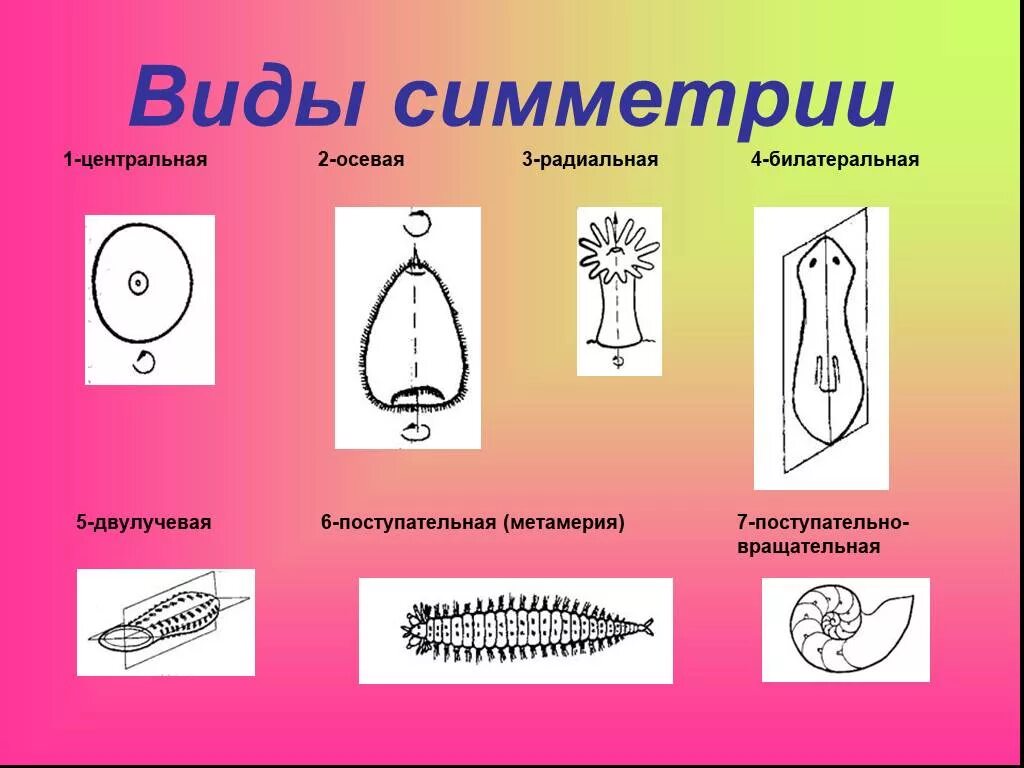 Типы симметрии. Основные типы симметрии. Различные виды симметрии. Виды симметрии в биологии.