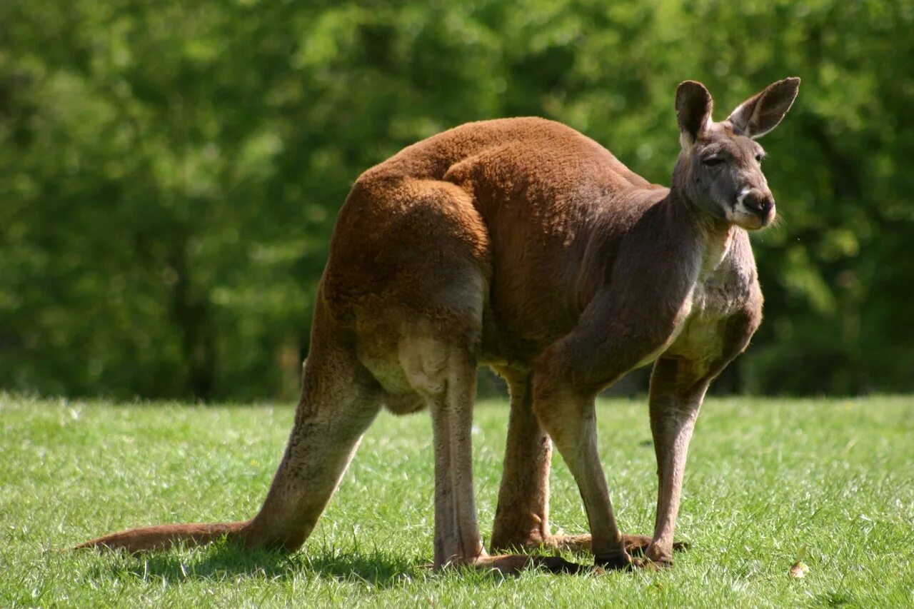 Сколько живет в австралии. Рыжий кенгуру Австралии. Сумчатые кенгуру. Сумчатые кенгуру в Австралии. Исполинский рыжий кенгуру.