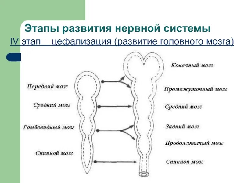 Развитие нервной системы и поведения. Эволюция нервной системы этапы развития нервной системы. Этапы эволюции нервной системы у человека. Онтогенез этапы формирования нервной системы человека. Этапы развития центральной нервной системы человека.