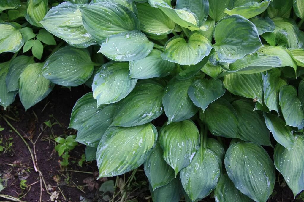 Идентификатор хоста. Хоста sharmon. хоста шарман. хоста шармон sharmon. хоста (hosta) sharmon.