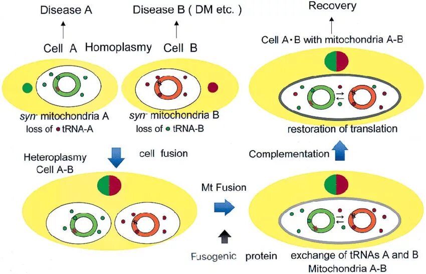 Mitochondrial Fusion. Тетраплоидная комплементация. Гетероплазмия митохондриальной ДНК что это. Комплементация мутаций. Деление тетраплоидной клетки