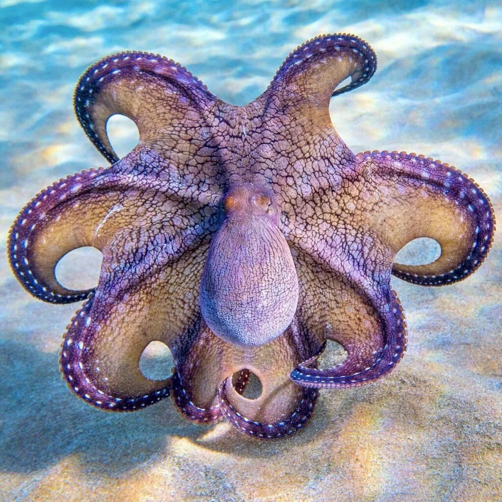 Осьминог Octopus vulgaris. Карликовый осьминог. Семирукий осьминог. Осьминог Джильберта.