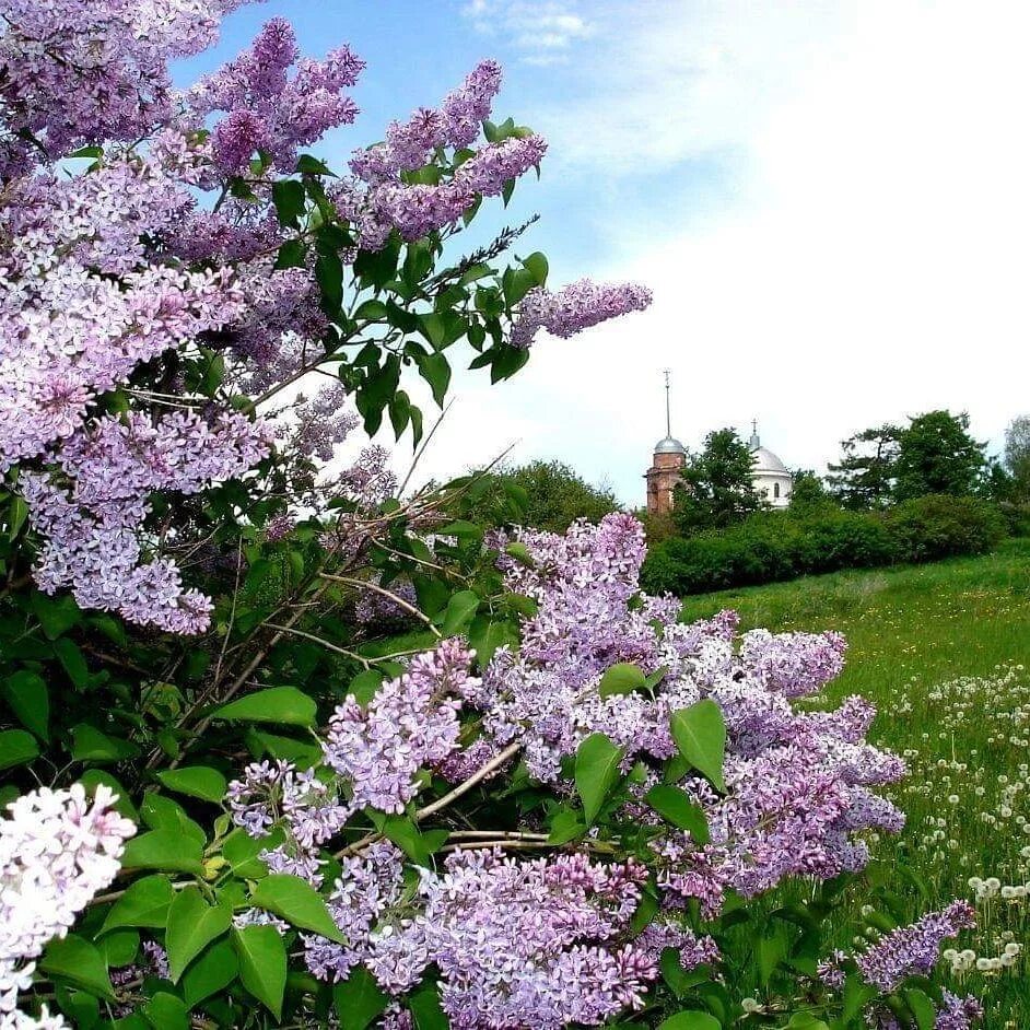 Сирень в деревне. Демидовская сирень. Цветущая сирень. Сирень в саду.