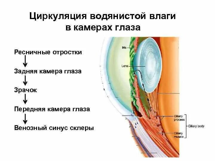 Функция передней камеры глаза. Схема циркуляции внутриглазной жидкости. Циркуляция внутриглазной жидкости анатомия. Схема оттока внутриглазной жидкости. Циркуляция водянистой влаги в глазу.