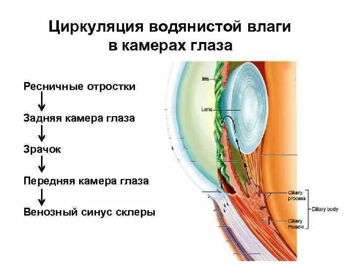 Водянистая влага передней камеры глаза. Схема оттока водянистой влаги глаза. Отток водянистой влаги из передней камеры глаза происходит в. Пути циркуляции водянистой влаги. Отток водянистой влаги глаза.