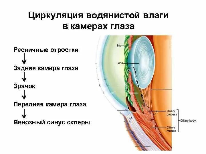 Схема циркуляции внутриглазной жидкости. Циркуляция внутриглазной жидкости анатомия. Схема оттока внутриглазной жидкости. Циркуляция водянистой влаги в глазу.