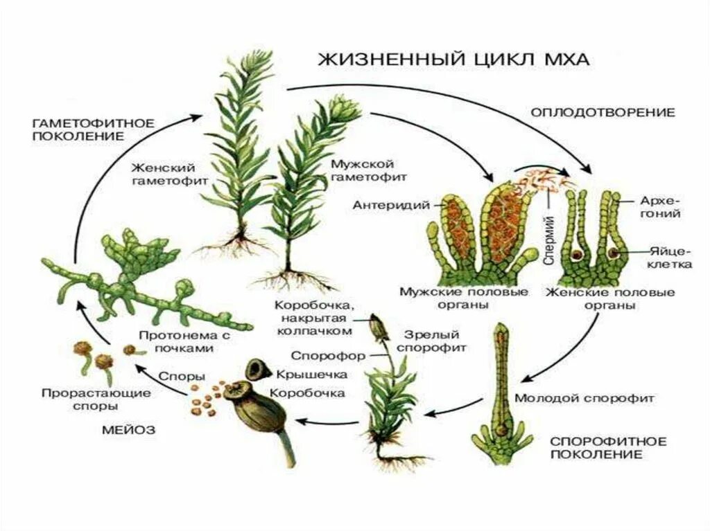 Этапы жизненного цикла кукушкина льна. Жизненный цикл Кукушкина льна схема. Жизненный цикл размножение кукушкиного льна. Цикл развития мха Кукушкин лен. Жизненный цикл Кукушкина мха.