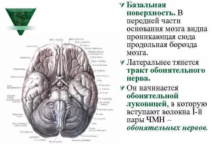 Средний мозг черепно мозговые нервы. Основание головного мозга анатомия. Базальная поверхность головного мозга. Базальная поверхность головного мозга анатомия. Вид головного мозга с базальной поверхности.