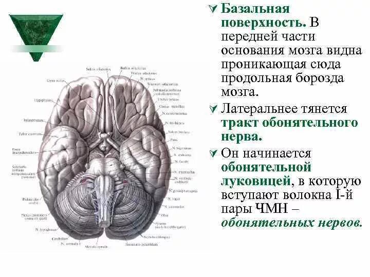 График базальной температуры норма при цикле 28. Измерение базальной (ректальной) температуры. График бт в беременный цикл. Базальные ядра головного мозга анатомия. Базальный лабиринт гистология.