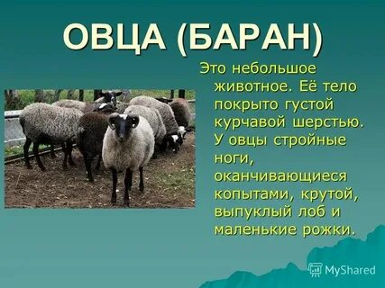 Барашки набережные челны