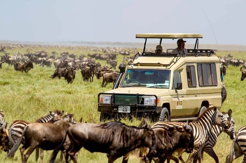 Africa safari. Танзания сафари. Серенгети сафари. Национальный парк Серенгети Танзания. Танзания парк Серенгети сафари Джипы.