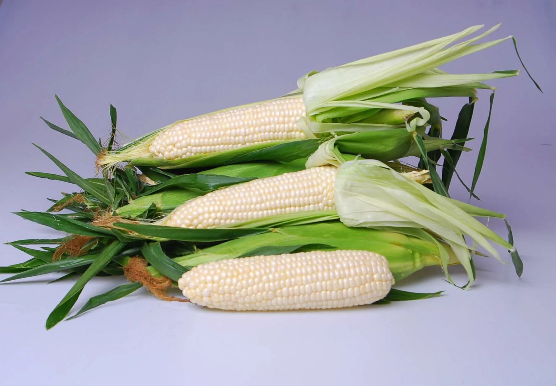 Кукуруза сахарная Эден f1/Eden. Кукуруза белая сорта. Кукуруза альбинос. Семина. Белая. Кукуруза сорт 450. Corn me