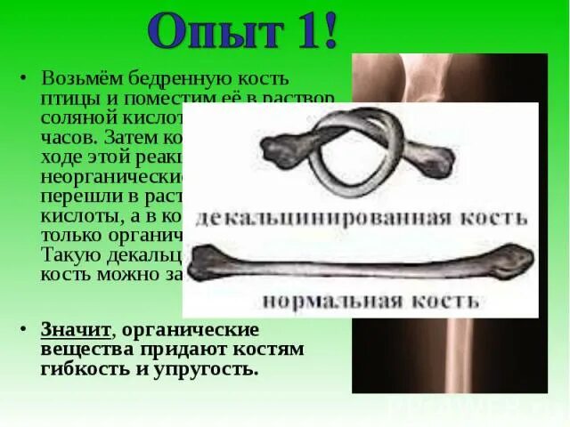Как сделать кость из твердой - гибкой?! - Для детей