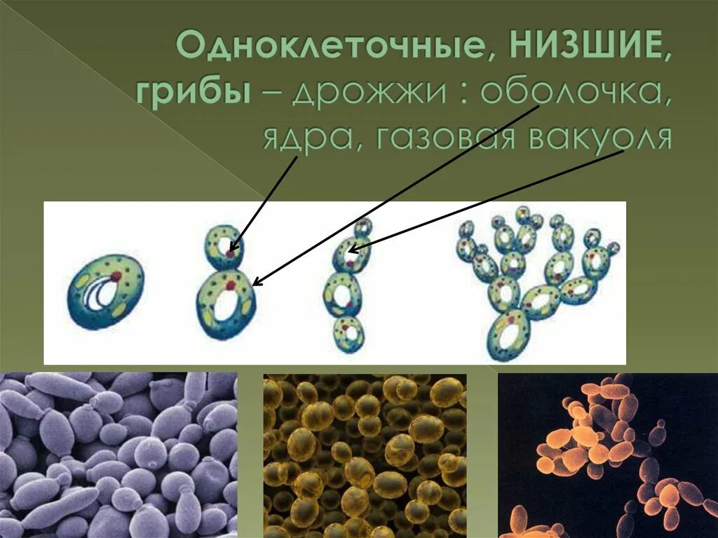 Грибы в биотехнологии. Одноклеточные грибы дрожжи биология. Одноклеточные грибы дрожжи строение. Дрожжевые грибы биология. Дрожжи биология одноклеточные.