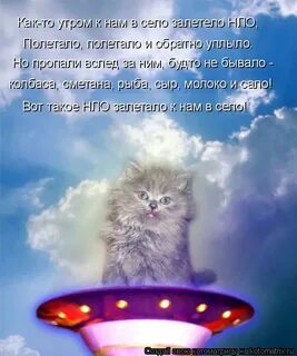 Кот нации