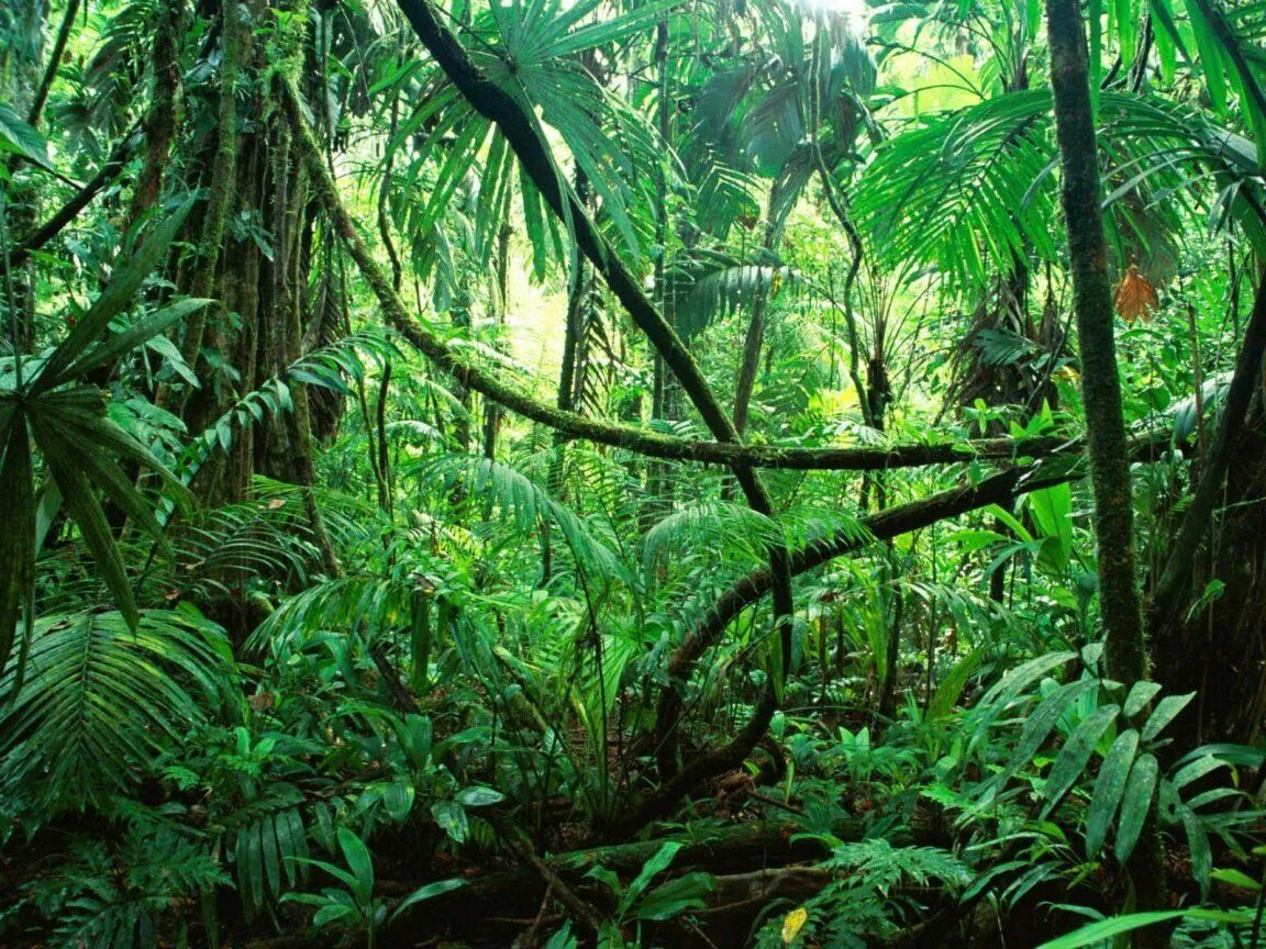 Густой тропический лес. Густые тропические леса. Экваторные леса. Рельеф тропических лесов.