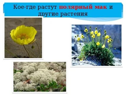 Полярный мак сообщение 4 класс