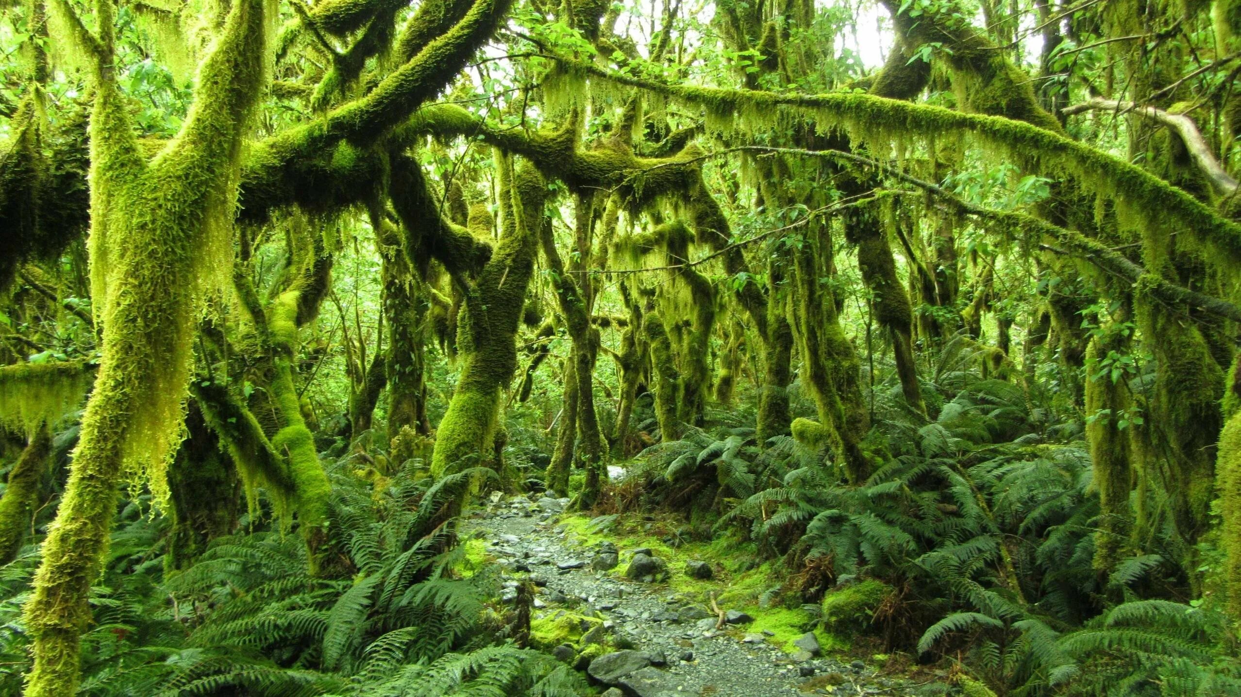 Субтропический лес новой Зеландии. Дождевой лес новая Зеландия. Новая Зеландия вечнозеленые леса. Вечнозеленый лес в новой Зеландии.