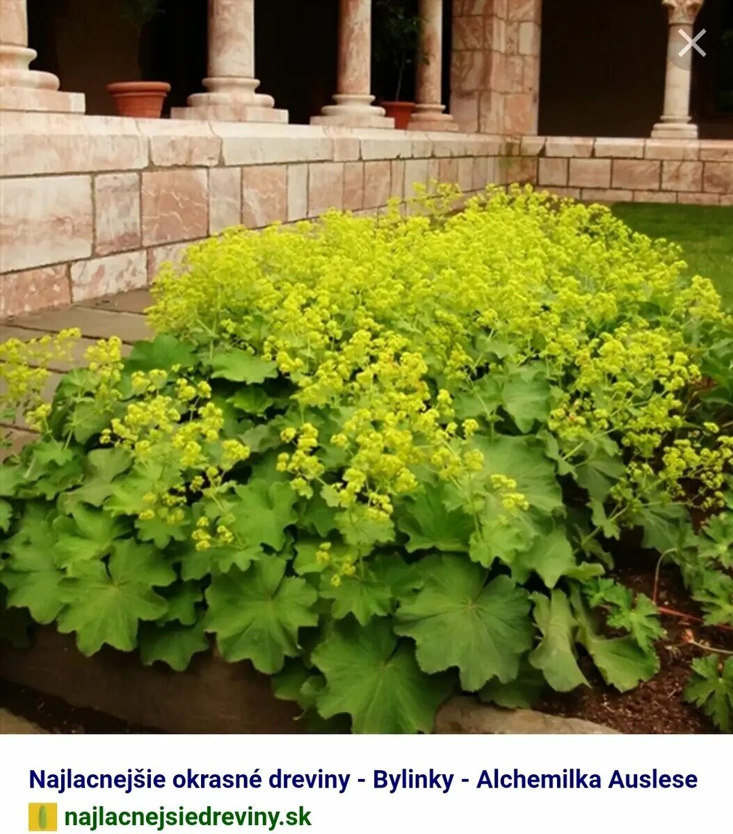 Манжетка цветок многолетник. Манжетка alchemilla mollis. манжетка robustica. манжетка мягкая (alchemilla mollis robustica).
