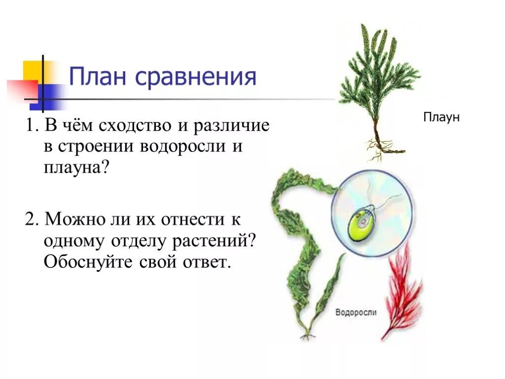 Строение водорослей. Строение водорослей таблица. Споровые водоросли и папоротники. Сходство мхов и водорослей.