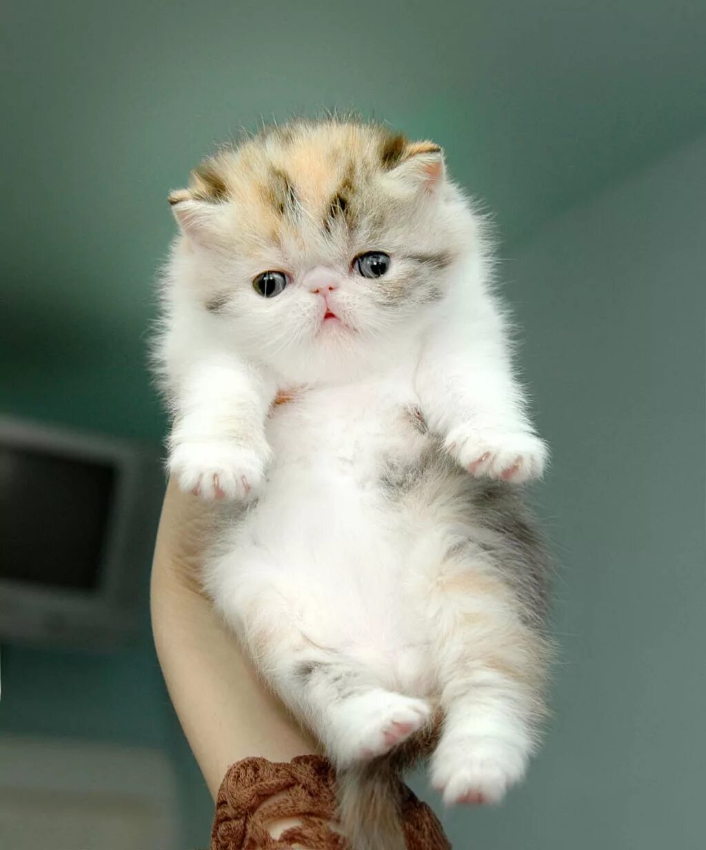 Породистые котята фото Персидская кошка, или перс (Persian cat) породы кошек( Slide show)! YouTube