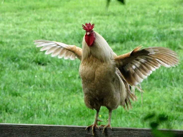 Park Offers Live Chickens as Targets For Slingshot Enthusiasts: Video The Epoch 