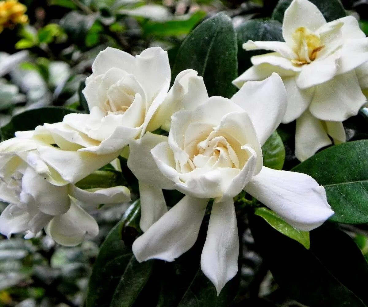 Гардения жасминовидная (gardenia jasminoides). Gardenia. Гардения жасминовая. Гортензия жасминовидна. Gardenia.