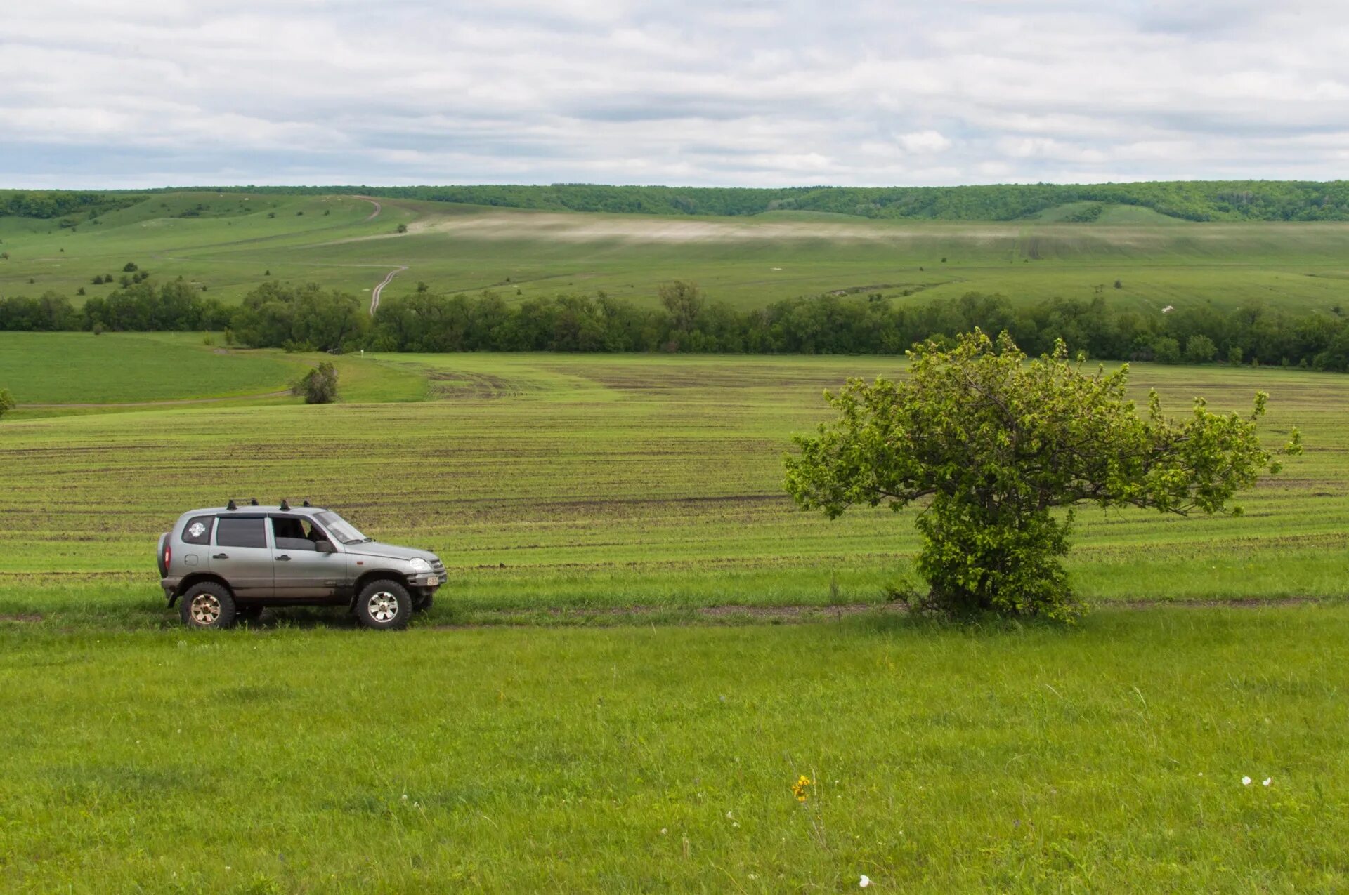 Село Ягодная Поляна Татищевского района Саратовской области. Ягодная Поляна Саратовская область Татищевский район. Деревня Ягодная Поляна Саратовская область. Нива дерево.