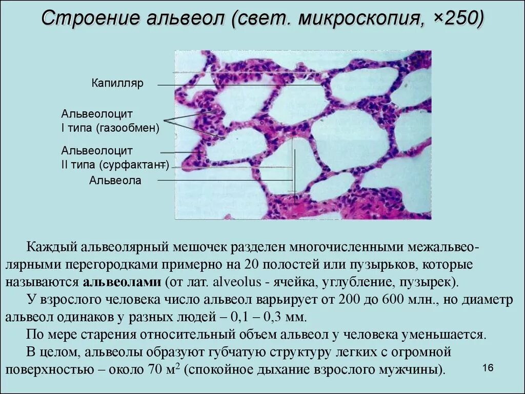 Альвеолы это элементы строения. Строение альвеолы гистология. альвеолы легких гистология. строение стенки альвеолы гистология. гистологическое строение альвеол легких.