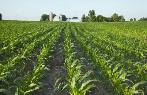 Better crops