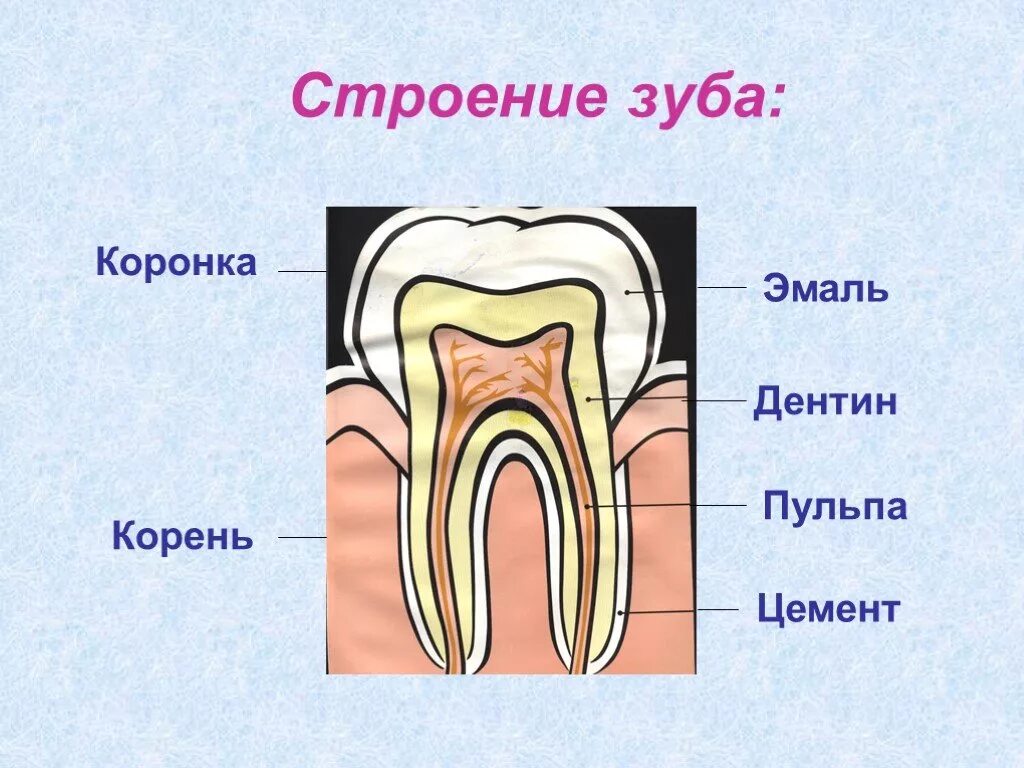 Проект 3 класс зубы. Строение зуба 3 класс. строение зуба человека для детей. наружное строение зуба.