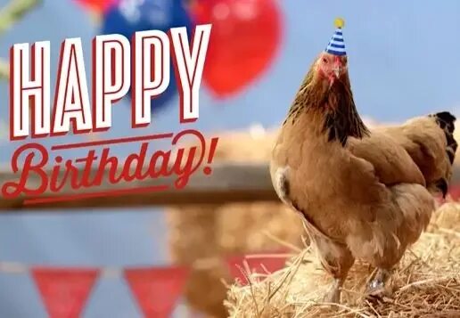 День рождения с курами. С днем рождения курица. С днём рождения курица моя. С днём рождения Курочка моя. Открытка с курицей на день рождения.