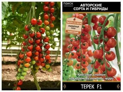 Томат коралловый отзывы