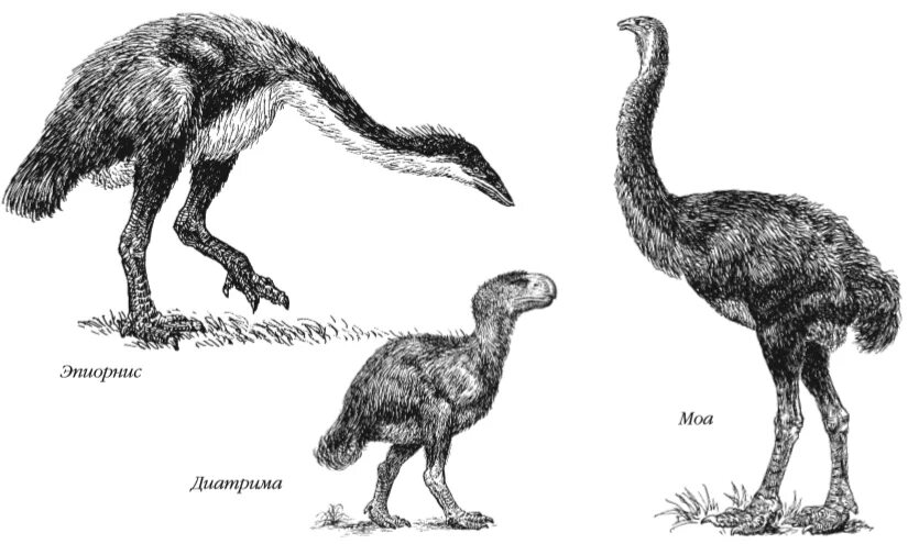 Эпиорнис мадагаскарский. Эпиорнис птица яйца. Эпиорнис Максимус. Эпиорнис описание. На рисунке изображена реконструкция фороракоса крупной